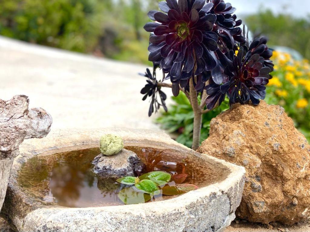 Climatized Pool Free Wifi Casa Rural Las Pareditas 蒂哈拉费 外观 照片